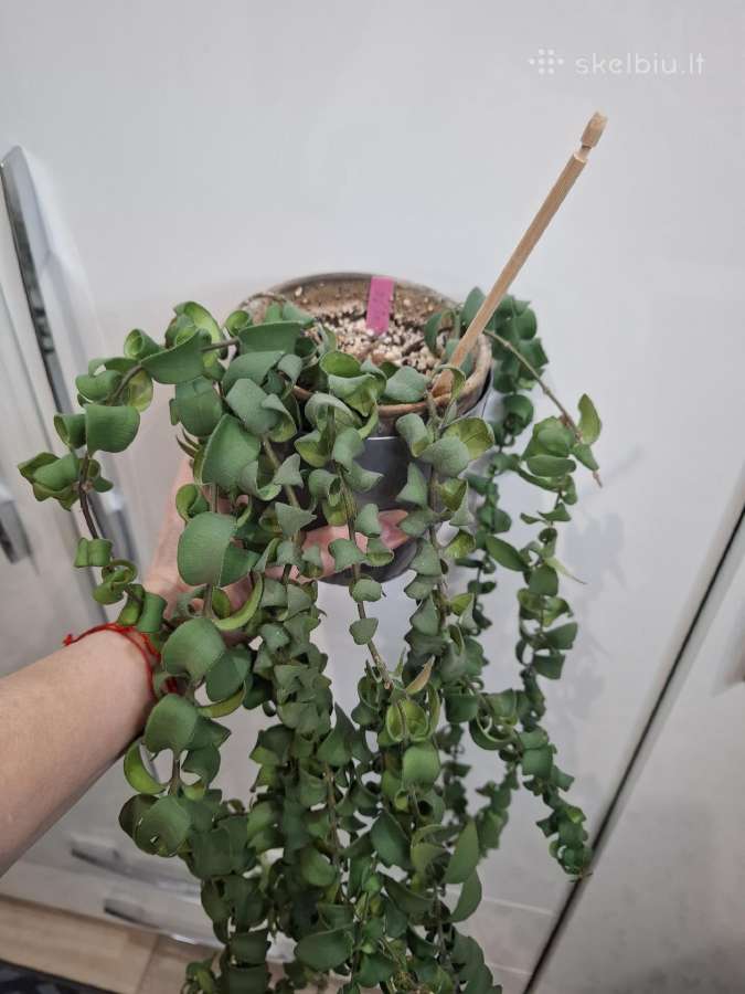 Aeschynanthus japhrolepis Twister - nuotraukos Nr. 3