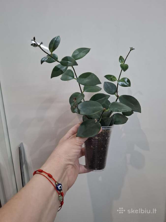 .Aeschynanthus Mona Lisa - nuotraukos Nr. 2