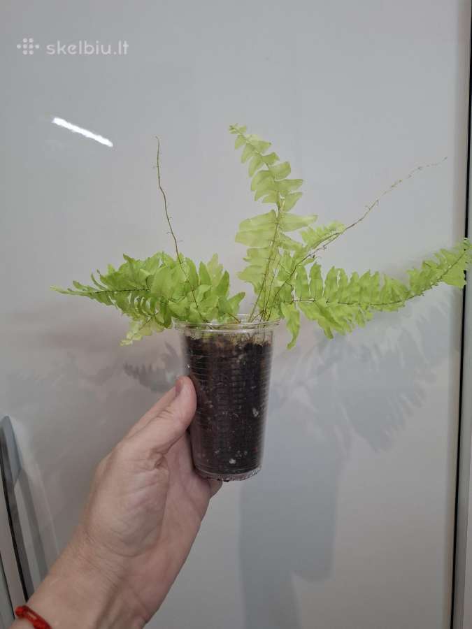 Nephrolepis 'Boston Blonde - nuotraukos Nr. 2