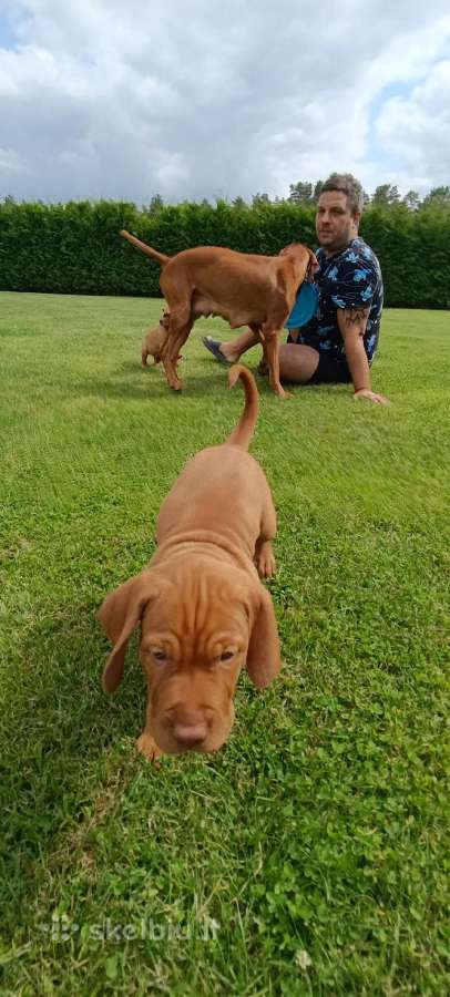 Vizsla Šuniukai pasiruošę keliauti į naujus namus - nuotraukos Nr. 31