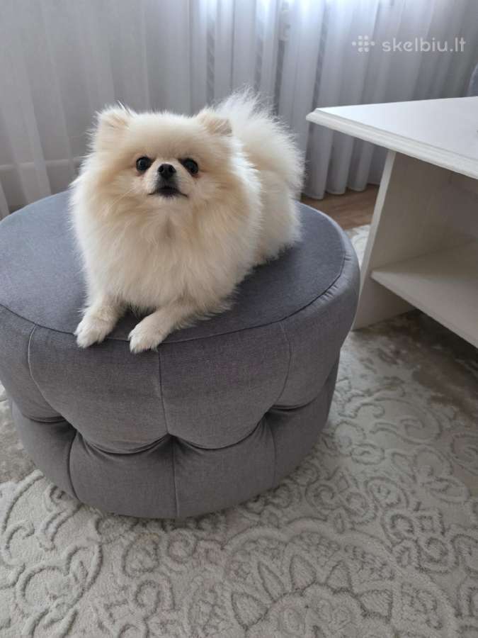Mini Pomeranijos špicukė - nuotraukos Nr. 2