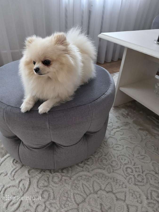 Mini Pomeranijos špicukė - nuotraukos Nr. 3