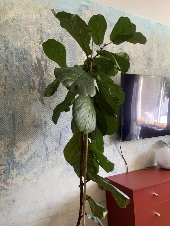 Fikusas lyrata - nuotraukos Nr. 6