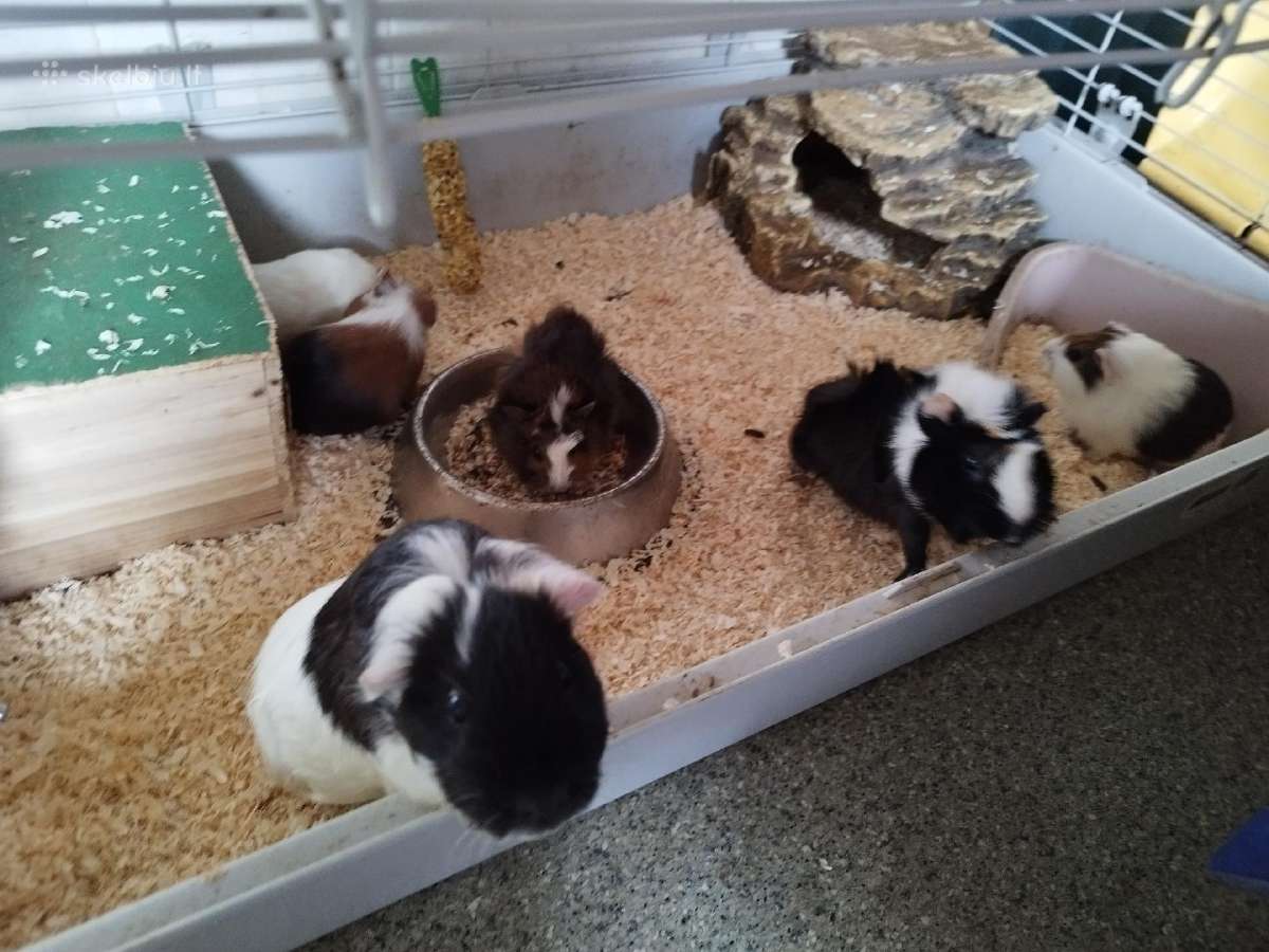 Parduodamos jūrų kiaulytės - nuotraukos Nr. 15
