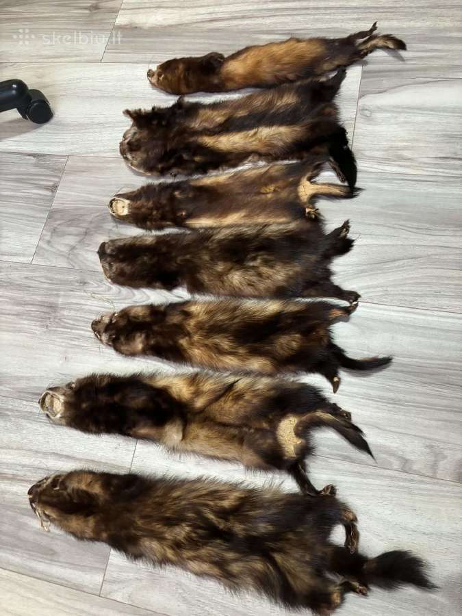 Kiaunės kailis - nuotraukos Nr. 2