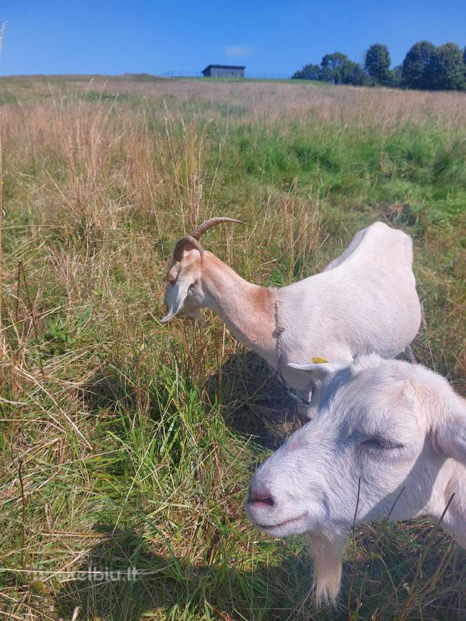Dvi Ožkos parduodamos - ožiai kergimui - nuotraukos Nr. 2
