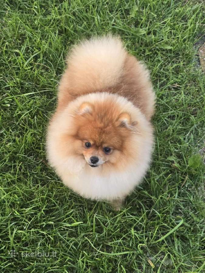 Pomeranijos špicai su lkd/fci kilmės dokumentais - nuotraukos Nr. 3