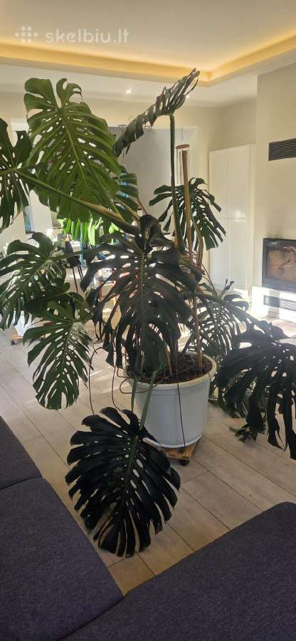 Didelė monstera - nuotraukos Nr. 2