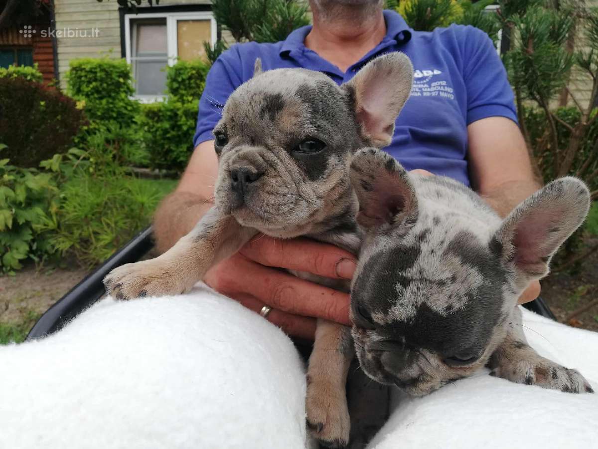 Prancuzu buldogai/prancuziukai/french bulldog - nuotraukos Nr. 9