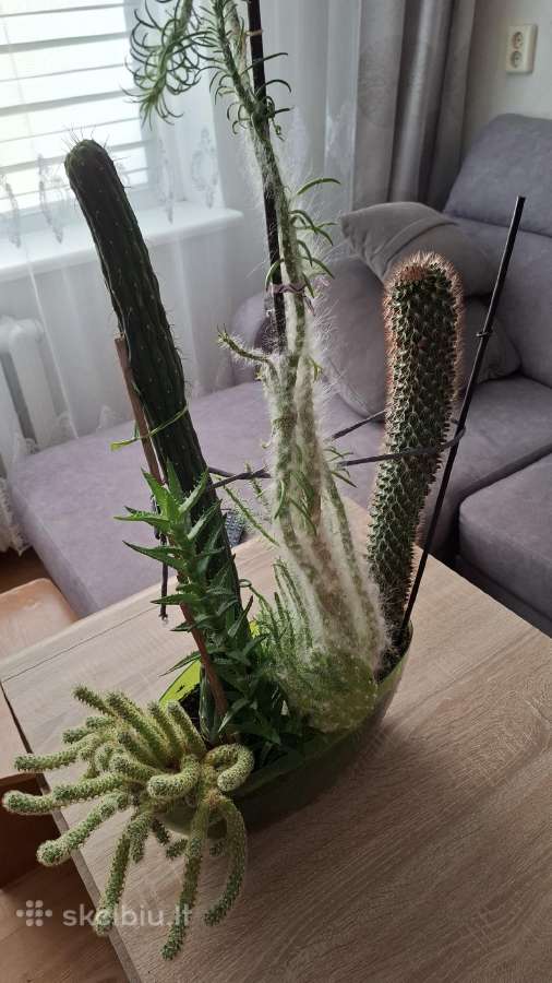 Flora - nuotraukos Nr. 2