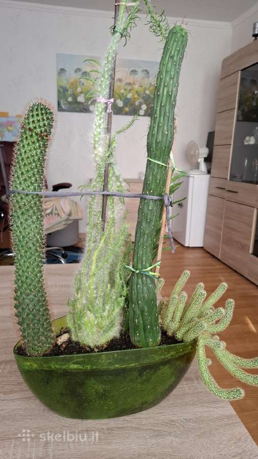 Flora - nuotraukos Nr. 3