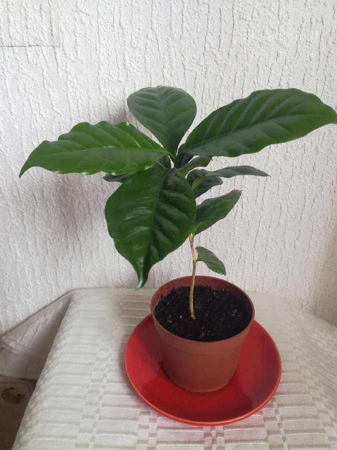 Kambario gėlės sampaulijos ir senovinės kalijos - nuotraukos Nr. 30