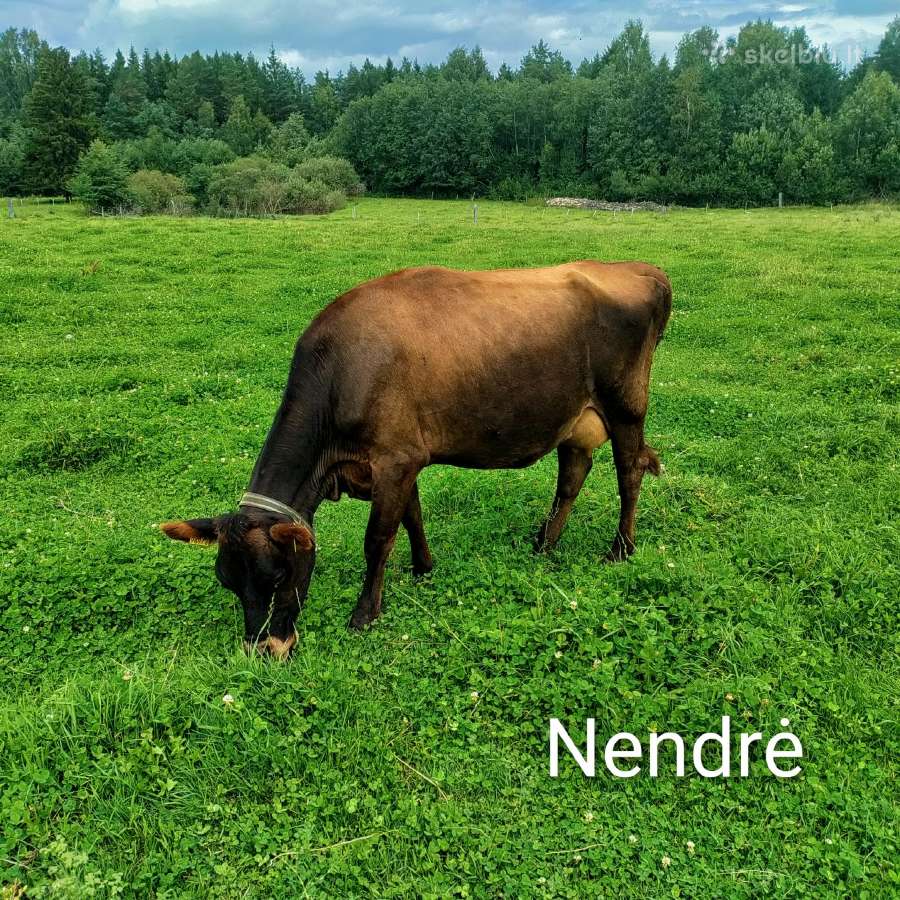 Džersi veislės karvės ir telyčios - nuotraukos Nr. 3