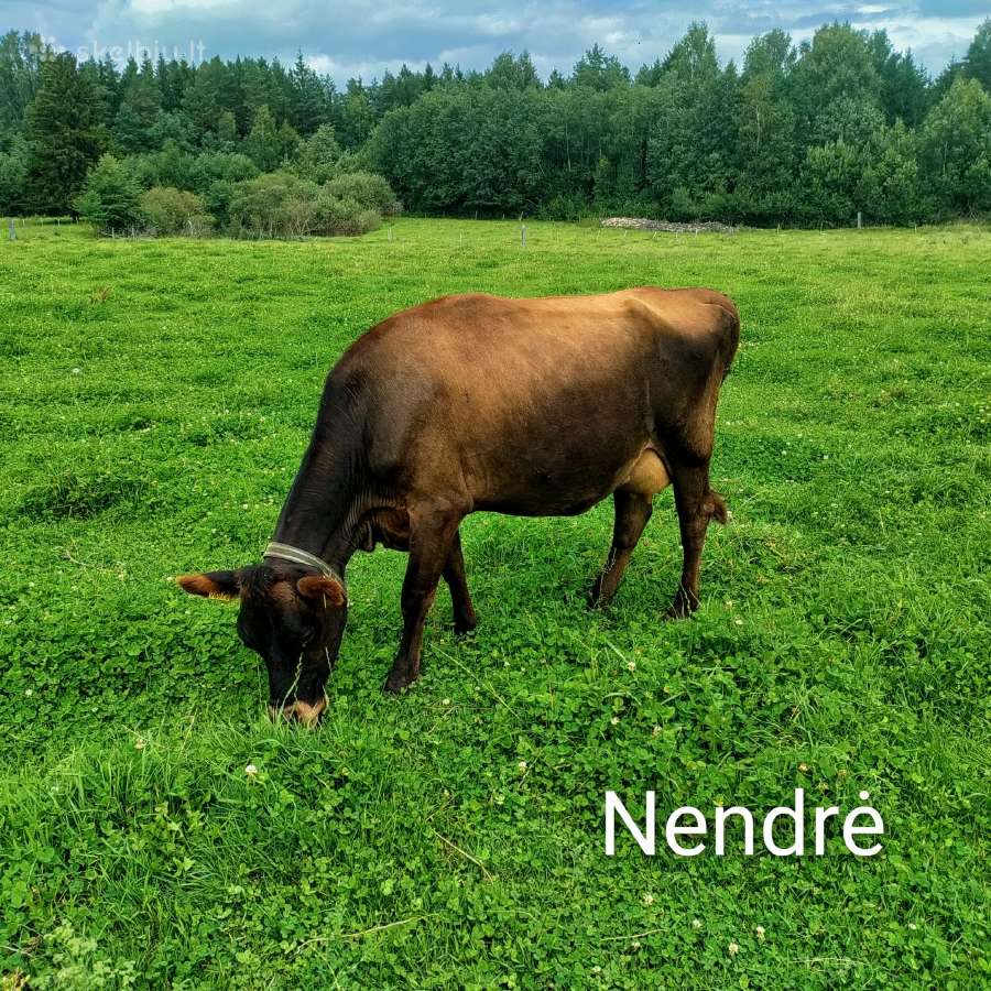Džersių veislės karvės ir telyčios - nuotraukos Nr. 6