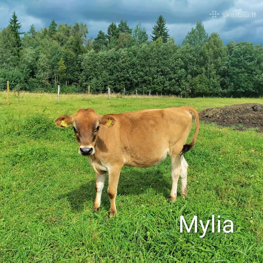 Džersių veislės karvės ir telyčios - nuotraukos Nr. 18