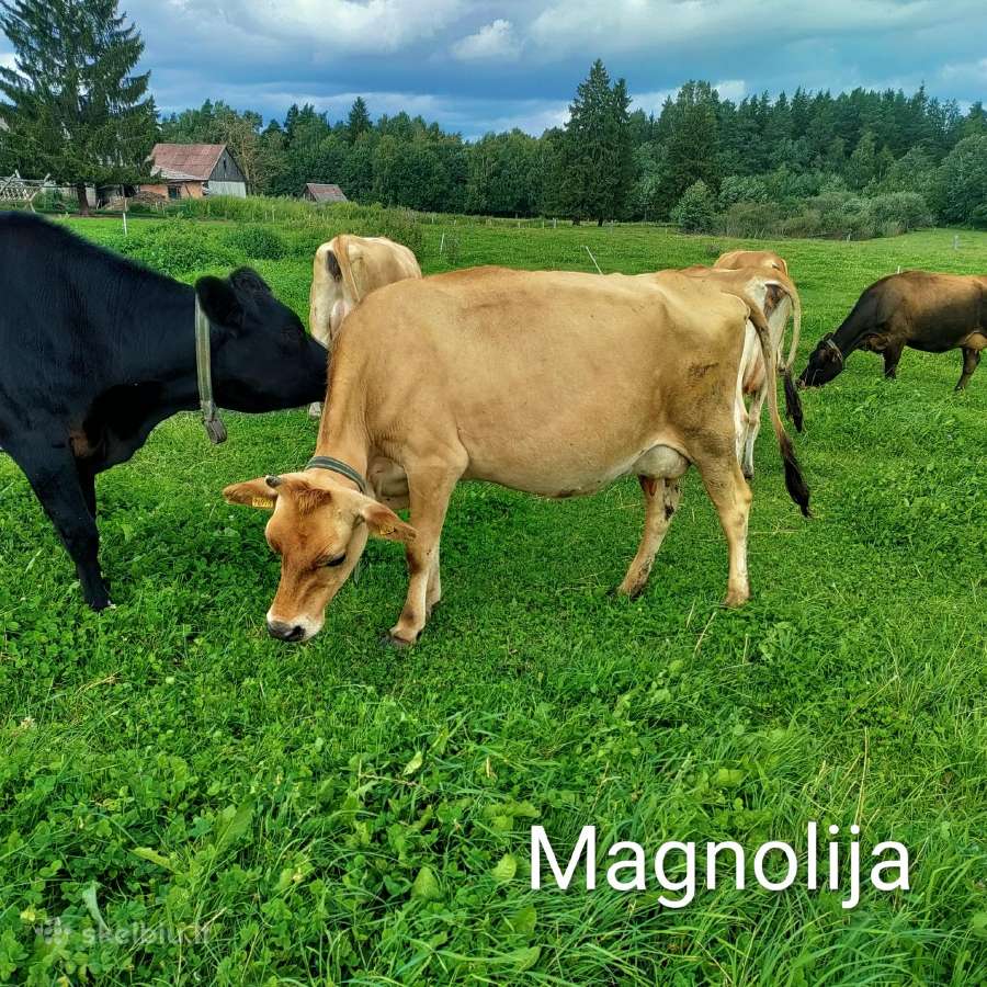 Džersių veislės karvės ir telyčios - nuotraukos Nr. 5
