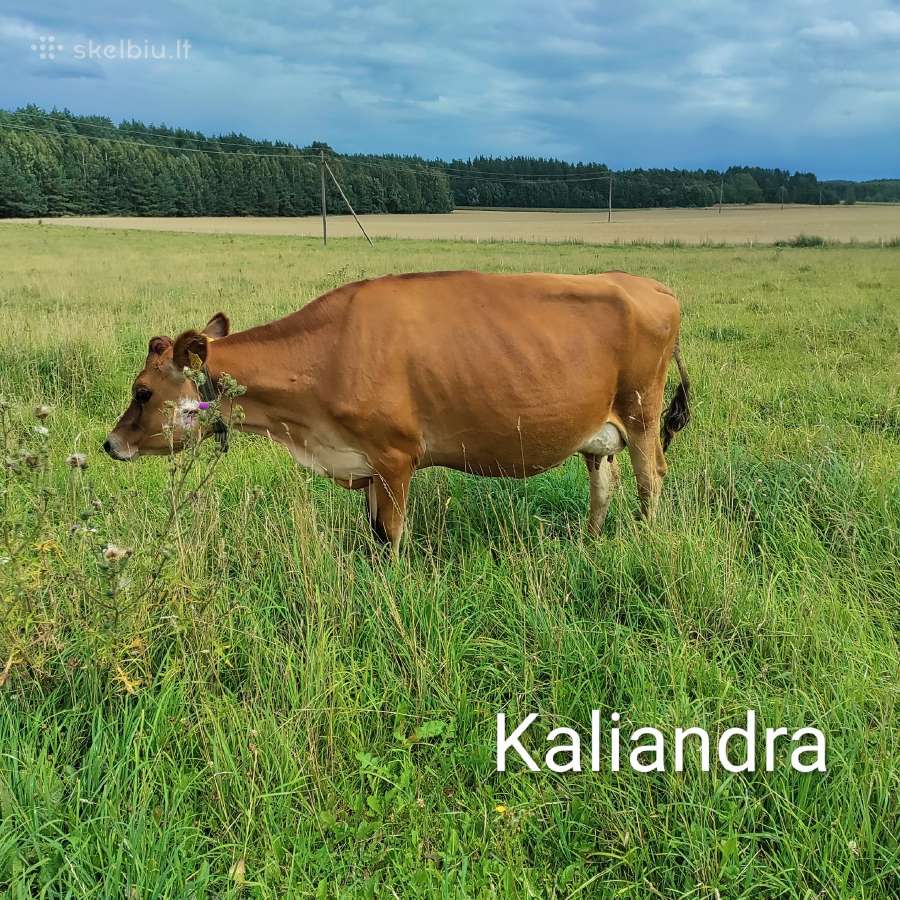 Džersių veislės karvės ir telyčios - nuotraukos Nr. 3