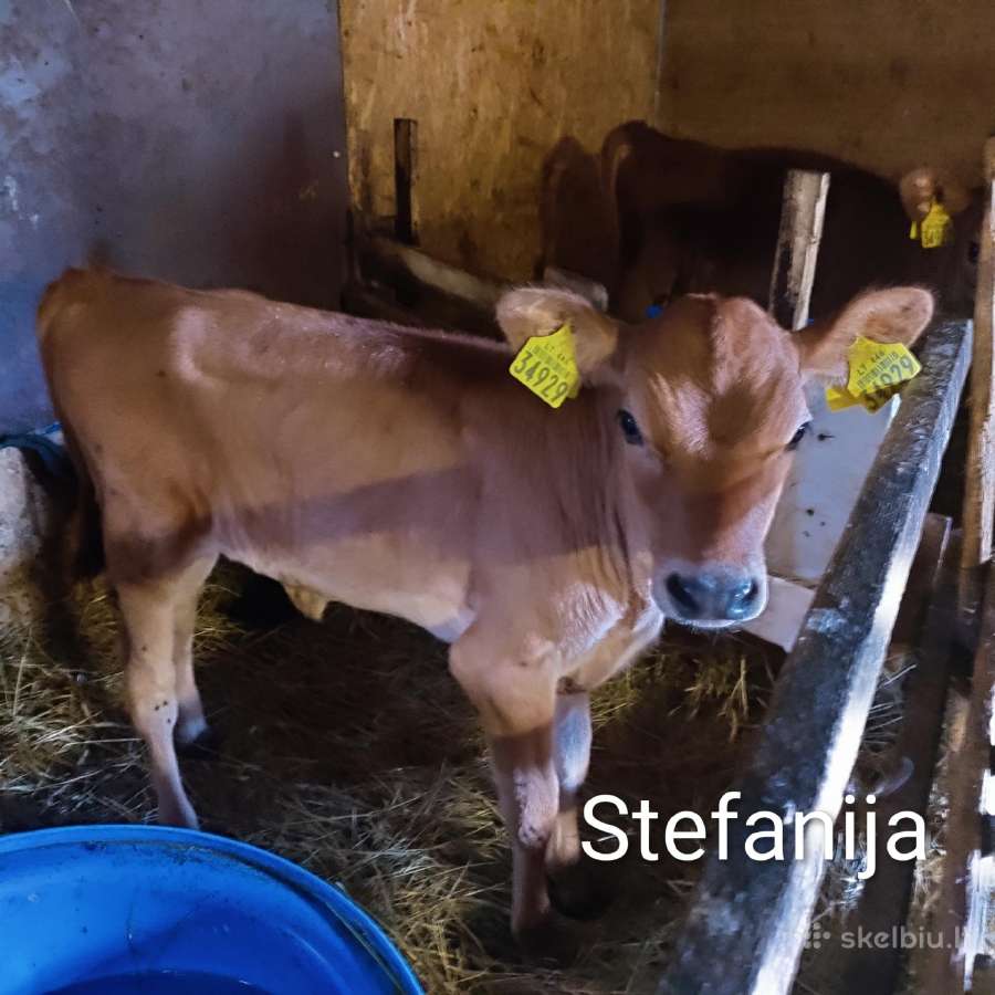 Džersių veislės karvės ir telyčios - nuotraukos Nr. 20