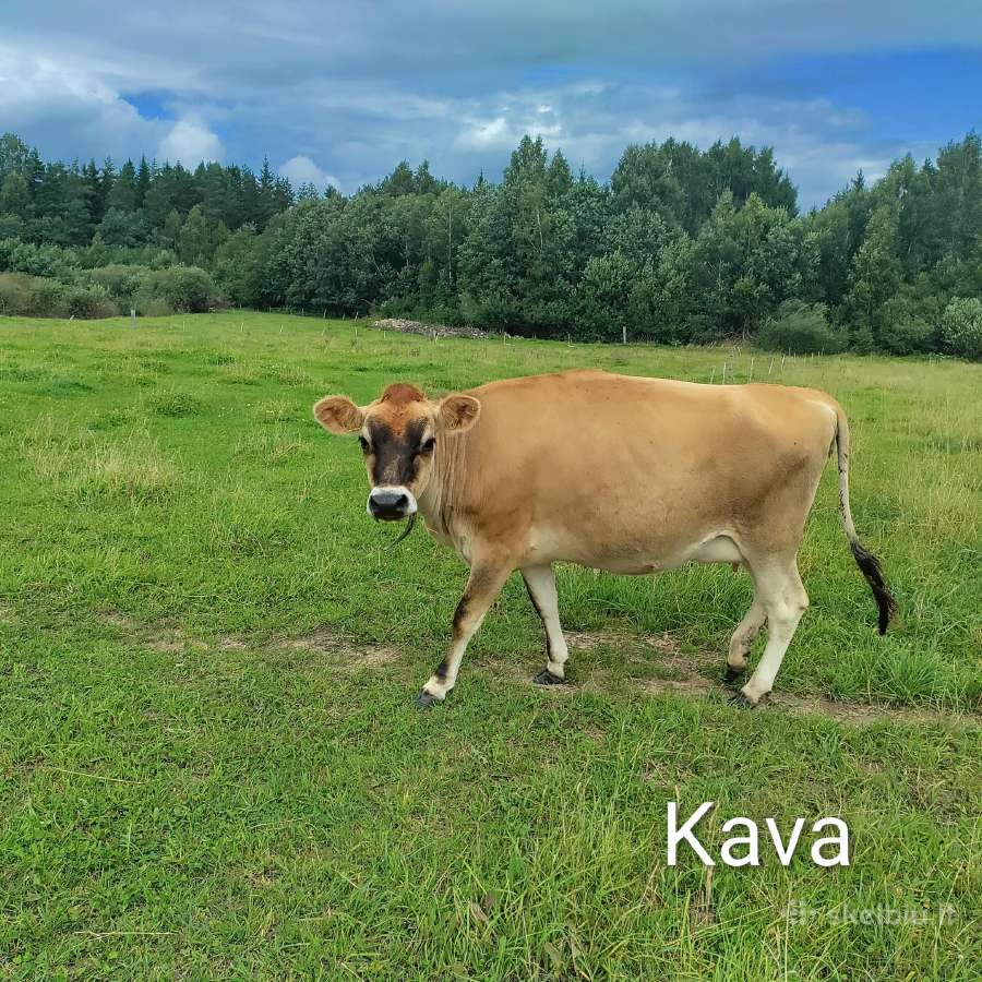 Džersių veislės karvės ir telyčios - nuotraukos Nr. 8