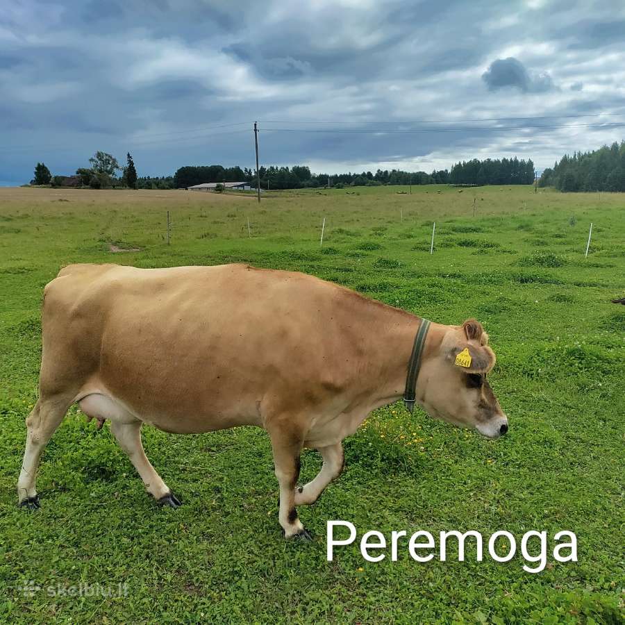 Džersių veislės karvės ir telyčios - nuotraukos Nr. 7