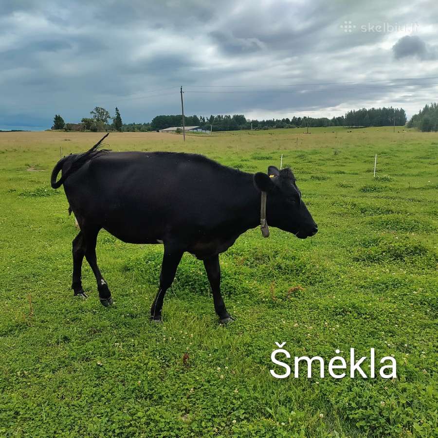 Džersių veislės karvės ir telyčios - nuotraukos Nr. 11