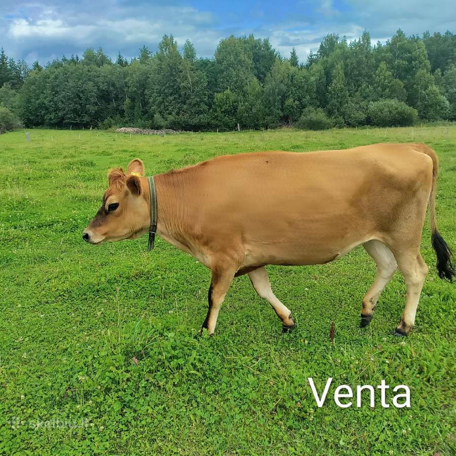 Džersių veislės karvės ir telyčios - nuotraukos Nr. 10
