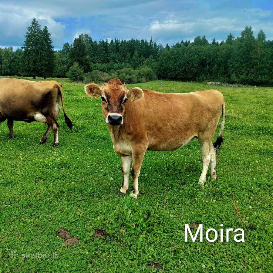 Džersių veislės karvės ir telyčios - nuotraukos Nr. 13