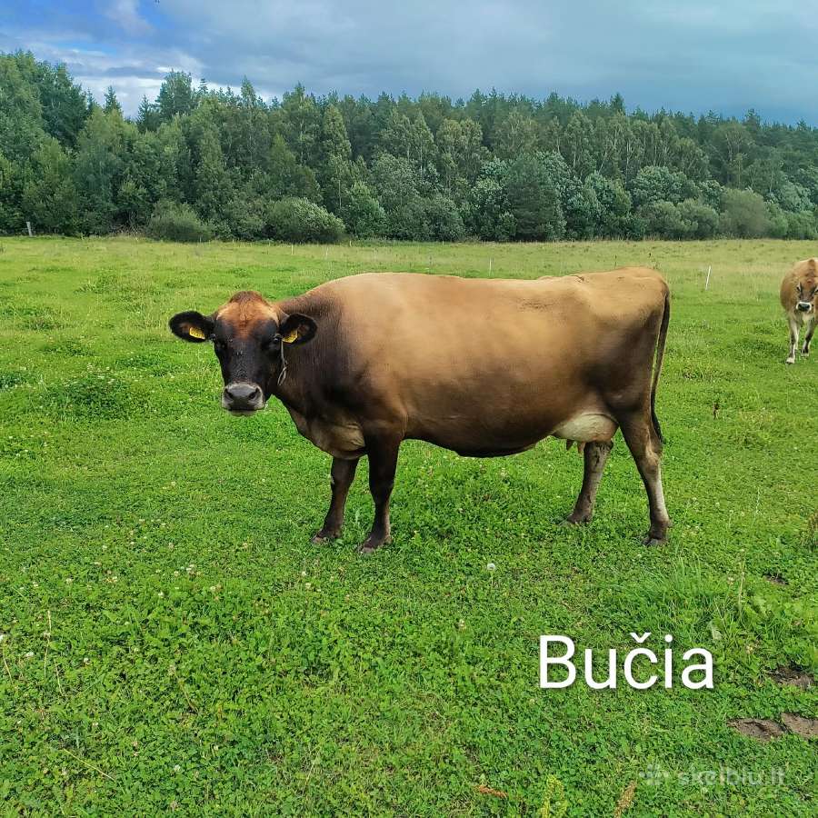 Džersių veislės karvės ir telyčios - nuotraukos Nr. 2