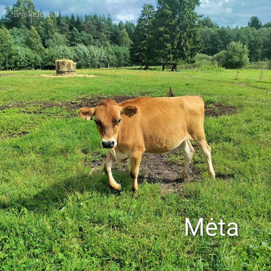 Džersių veislės karvės ir telyčios - nuotraukos Nr. 16