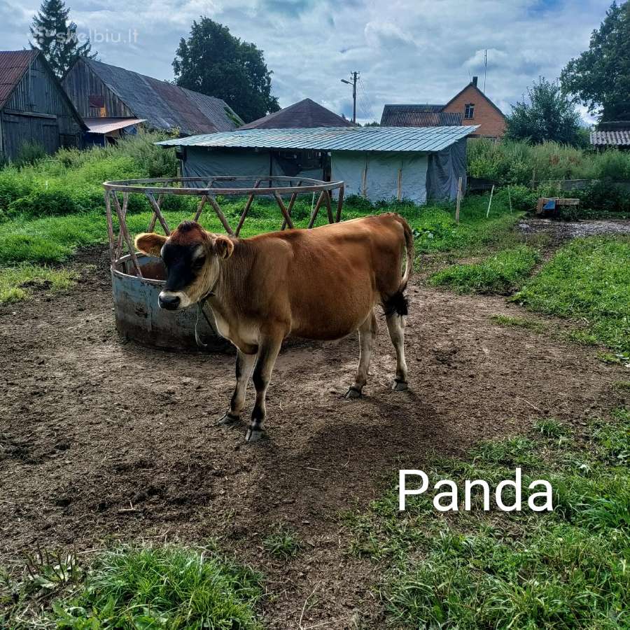 Džersi veislės karvės ir telyčios - nuotraukos Nr. 7