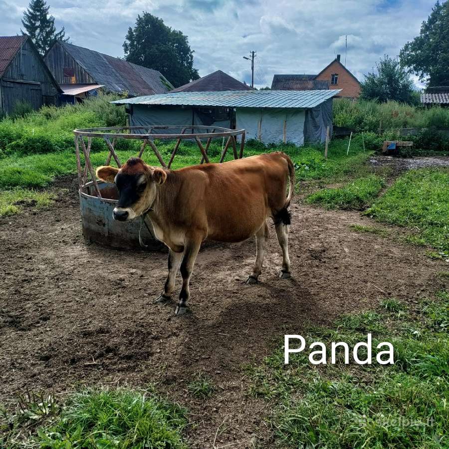 Džersių veislės karvės ir telyčios - nuotraukos Nr. 17