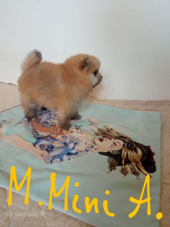 Pomeranijos nykštukinių špicai Boo - nuotraukos Nr. 5