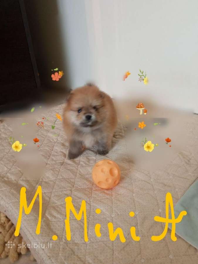 Pomeranijos nykštukinių špicai Boo - nuotraukos Nr. 10