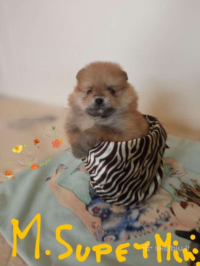 Pomeranijos nykštukinių špicai Boo - nuotraukos Nr. 12