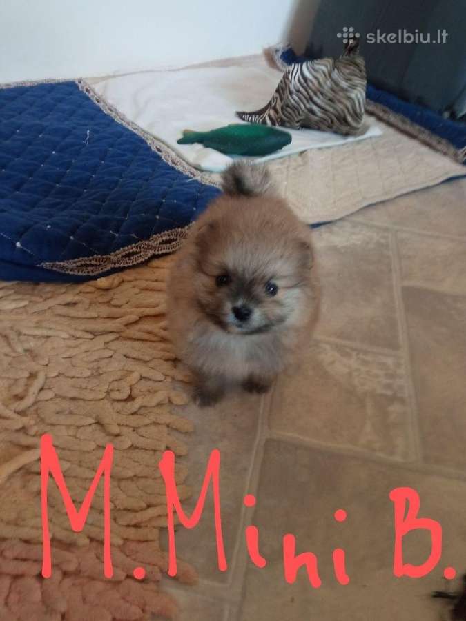 Pomeranijos nykštukinių špicai Boo - nuotraukos Nr. 16