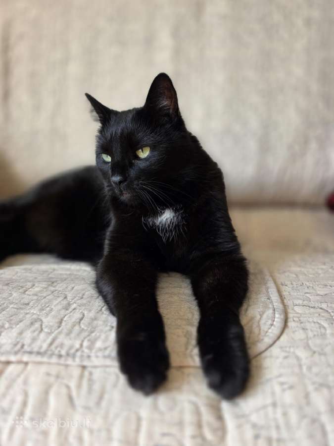 Ieškome mylinčių,atsakingų namų 11 metų katinui - nuotraukos Nr. 2