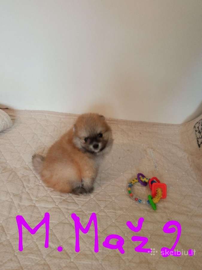 Pomeranijos nykštukinių špicai Boo - nuotraukos Nr. 21