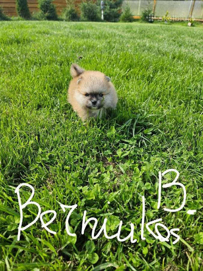 Pomeranijos nykštukinių špicai Boo - nuotraukos Nr. 23