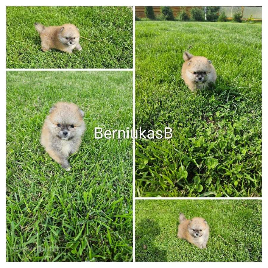Pomeranijos nykštukinių špicai Boo - nuotraukos Nr. 24
