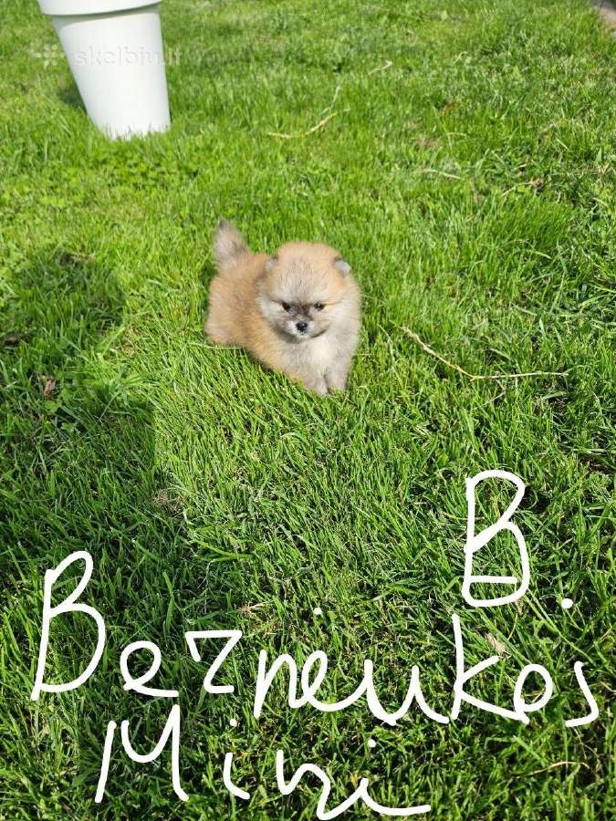 Pomeranijos nykštukinių špicai Boo - nuotraukos Nr. 25