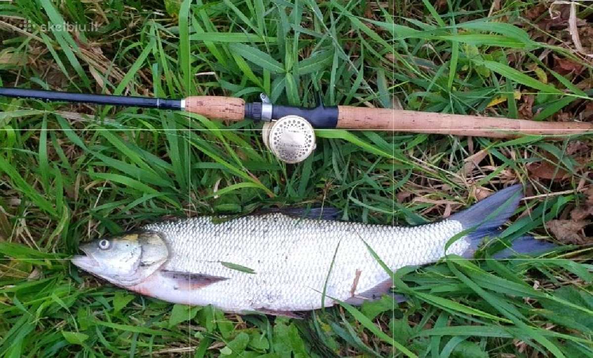Shimano Conquest 101 rite - nuotraukos Nr. 7