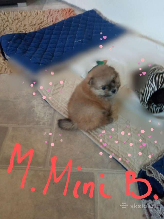 Pomeranijos nykštukinių špicai Boo - nuotraukos Nr. 15