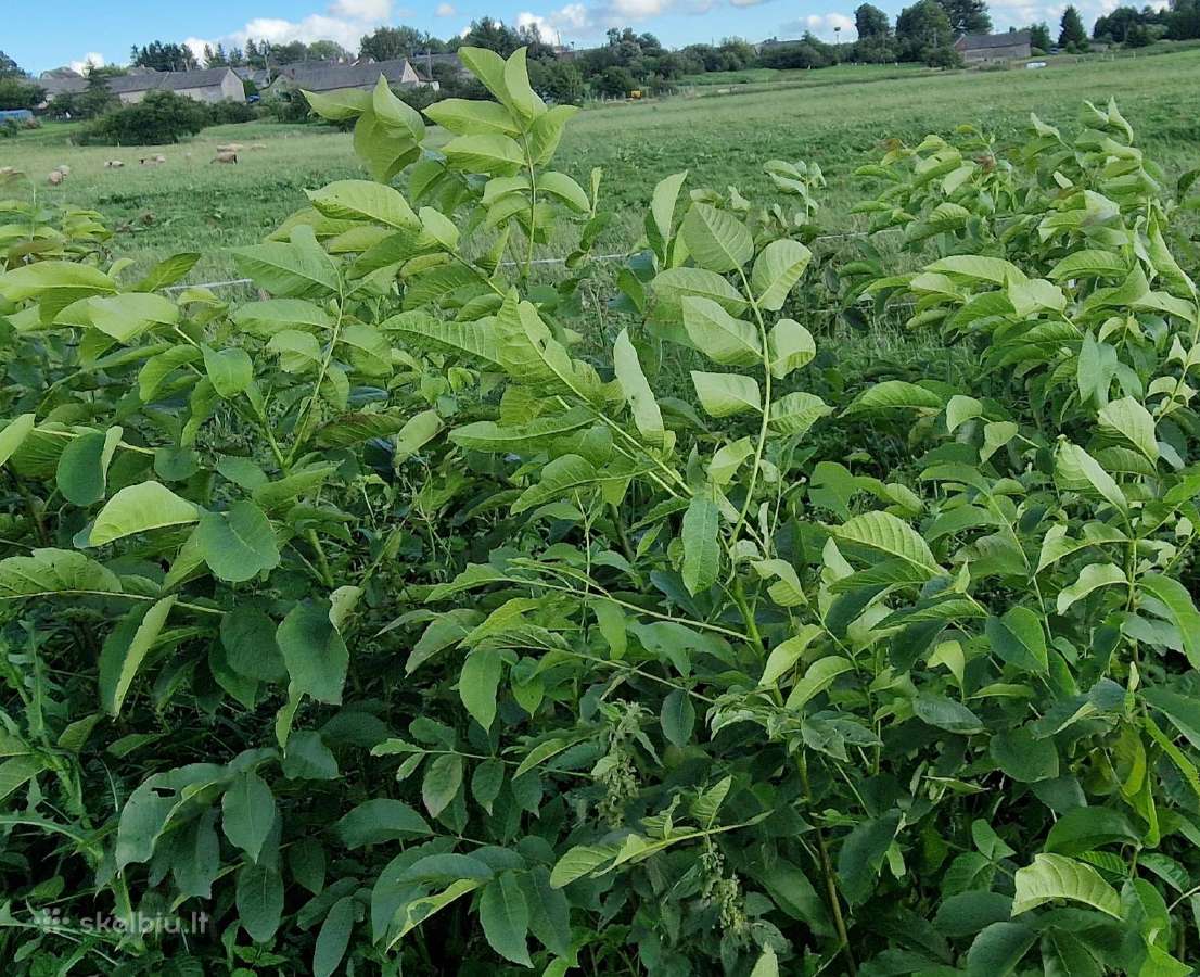 Rudeniui 2jų,3jų,4ių m.graikiniai riešutmedžiai. - nuotraukos Nr. 5