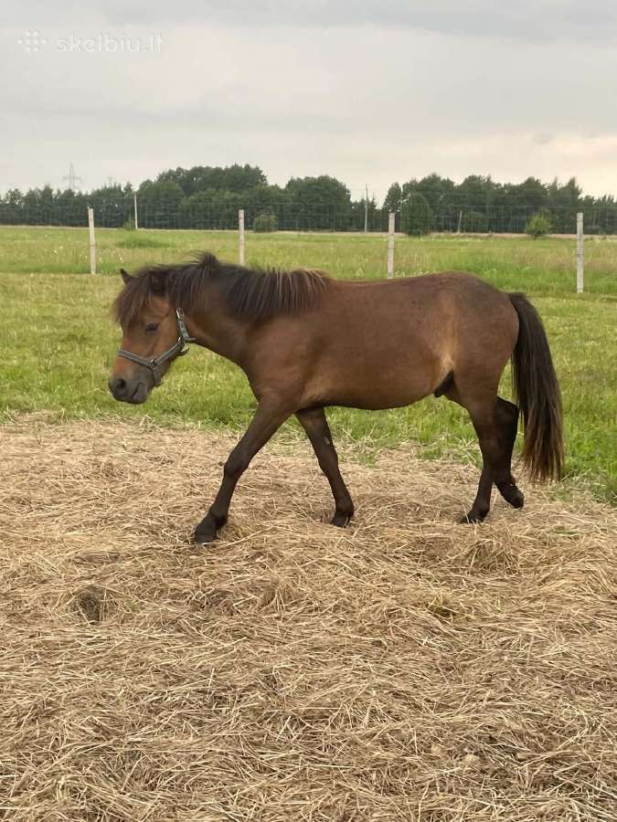 Ponis - nuotraukos Nr. 2