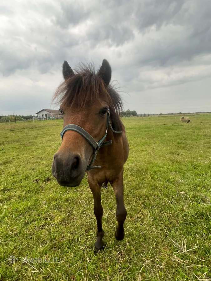 Ponis - nuotraukos Nr. 3