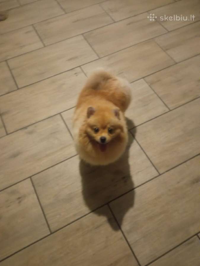 Pomeranijos nykštukinių špicai Boo - nuotraukos Nr. 28