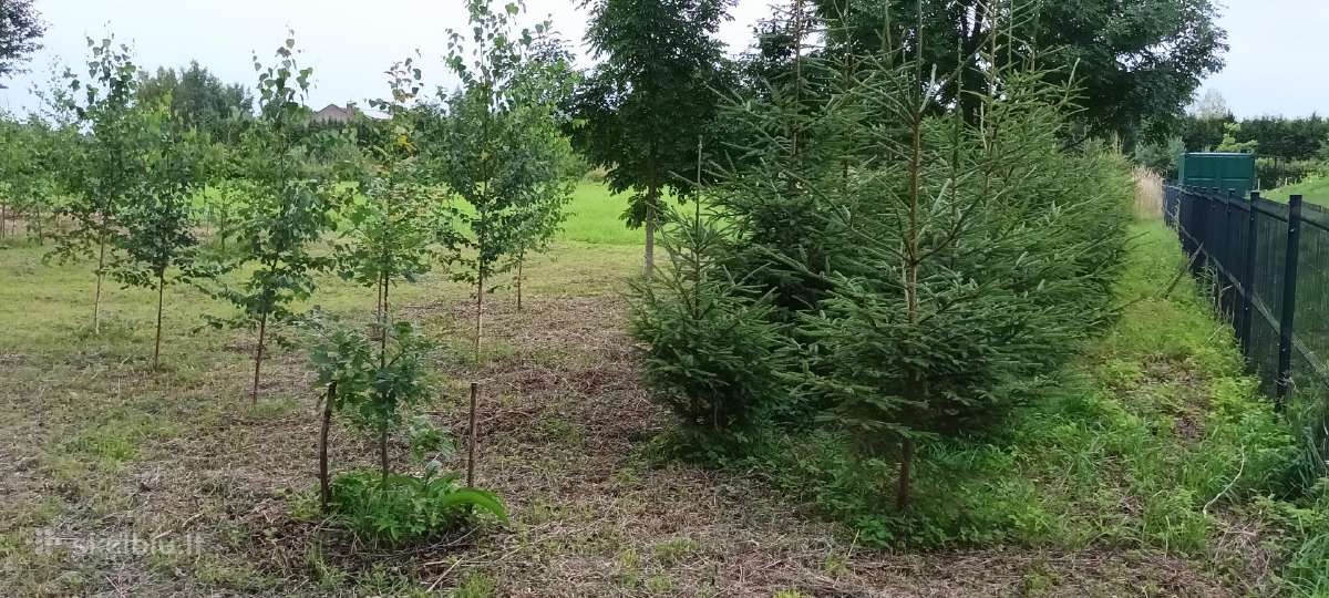 Parduodamas 57a žemės sklypas - nuotraukos Nr. 10
