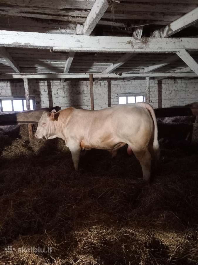 Puiki ivesticija i bandos didinima 600kg - nuotraukos Nr. 10