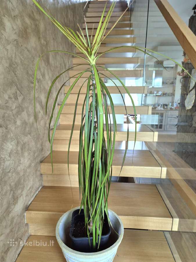 Kambarine gele"dėacena". - nuotraukos Nr. 3