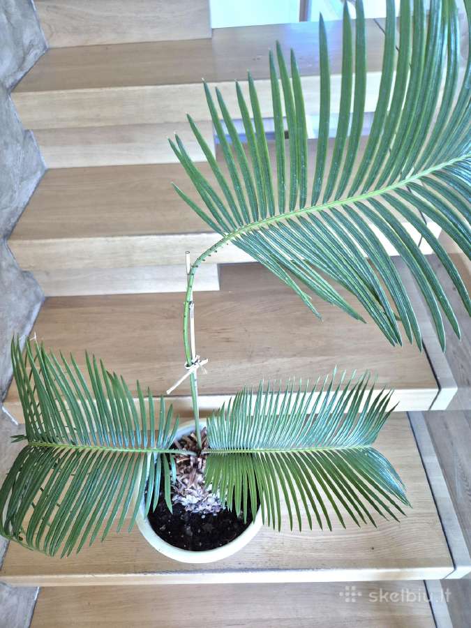 Kambarine gele"cikus"-palme. - nuotraukos Nr. 2